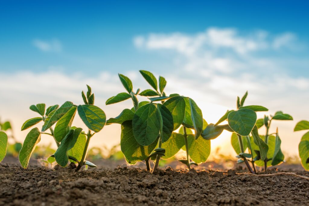 Small soybean plants growing in row in cultivated field